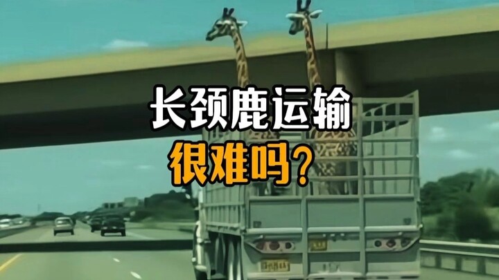 长颈鹿真的长的越高越好吗？