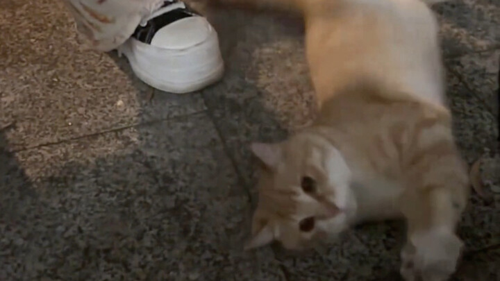 في منتصف الليل، السيطرة الكاملة للهرة الصغيرة!