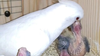 Mom, stop feeding me, I’m really full!