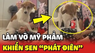Chú chó làm vỡ MỸ PHẨM ĐẮT TIỀN khiến Sen PHÁT ĐIÊN 😂 | Yêu Lu