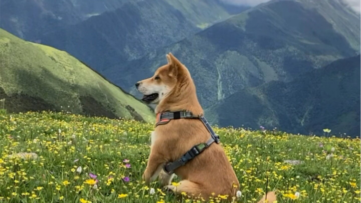 In the countryside, there’s a dog named Jiu Huang.
