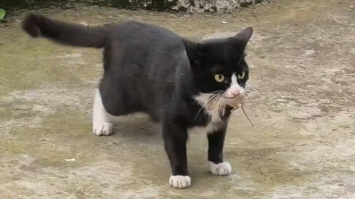 Tolong panggil Detektif Kucing Hitam ke rumah untuk membantu menangkap tikus