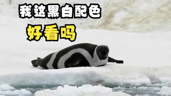 Those iconic black-and-white animals!