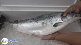 Lần Đầu Anh Em Thưởng Thức CÁ HỒI KHỦNG | Hội Ngộ Miền Tây - Tập 433