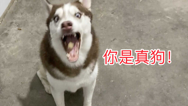 Husky: You totally stumped me with that!