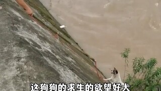 10 Agustus, Sichuan, netizen menemukan seekor anak anjing jatuh ke sungai, anjing tersebut bekerja s