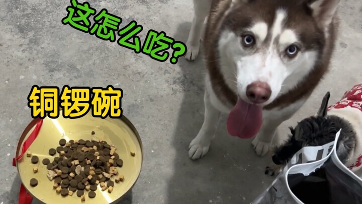 Husky: It’s not that bad—just make do with it!