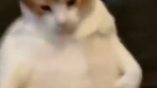 แมวปลอดภัย