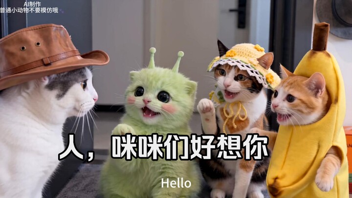 Why not? A vlog of cats and their good friend Mimi happily spending the weekend at home~ (The kittie