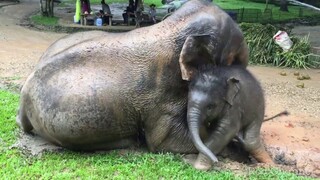 ช้างน้อยน่ารัก🐘