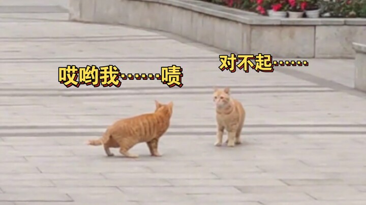 Kucing: "Diam-diam! Diam-diam! Kamu nggak bisa main apa?"