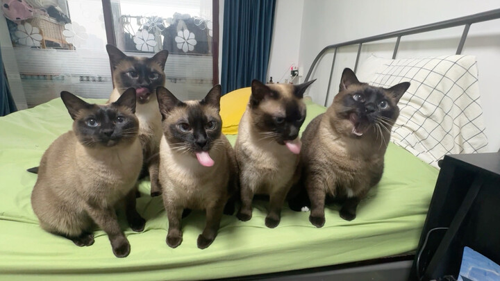 Công viên logic lợn