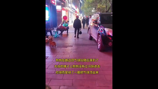 Thế giới tan hoang, chú chó nhỏ vá víu từng mảnh.