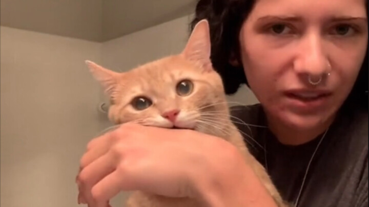 A cat’s job isn’t to learn to respect its owner—it’s to be cute!