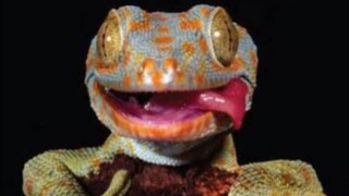 Naughty Cat Caught in Action! 🐱😂