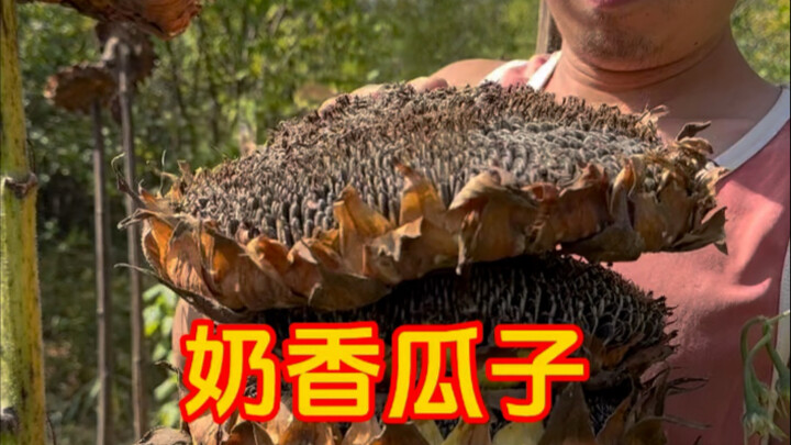 Handmade, Milky-Smelling Melon Seeds Are Seriously Fragrant!