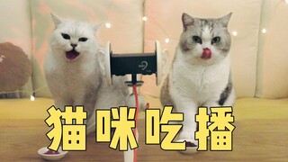 Tiếng mèo ăn thịt sống động, âm thanh gây nghiện!!