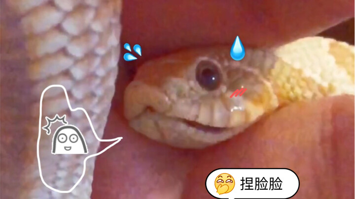 【งูจมูกหมู】เจ้าตัวอ้วนกลมขี้อ้อน ซีเคิงน้อย~ นุ่มนิ่ม น่ารัก จับแล้วฟินสุดๆ～