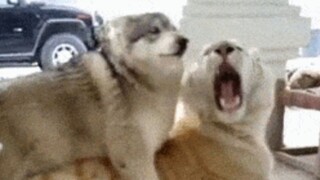 Husky: When I get stupid, I won’t even let the tiger go