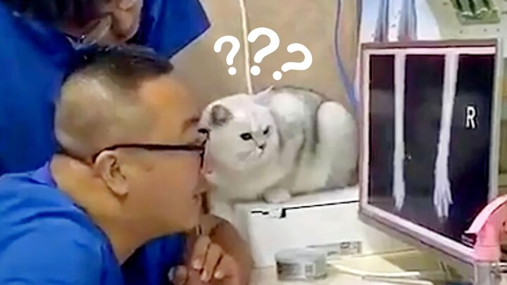 "This cat made me laugh for a full 2 minutes and 40 seconds!"