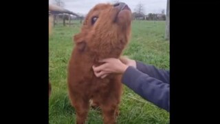 Cute pet cut#calf