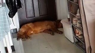 Tuan: Kalau bukan karena ada kamera pengawas di rumah, pasti anjing ini sudah kena pukul habis-habis