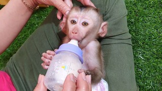 Adorable Small Baby Liheang Cry Hungry Milk   Mom Routine Feeding Milk To Liheang