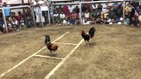 ENTRY TBG FIRST FIGHT (WIN) 2COCK ULUTAN