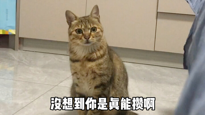 القط: أنت حقًا تدّخر المال بجنون لتشتريني