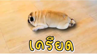 ใครเครียดจัด สัตว์ช่วยด้ายย 🐶