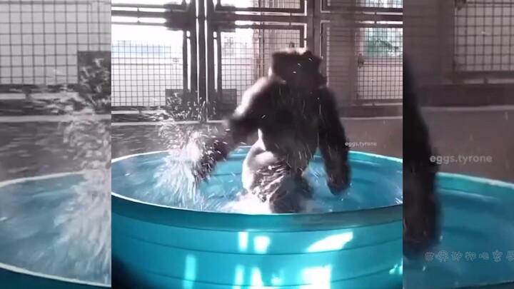 Các loài động vật: Tinh thần bình thường!