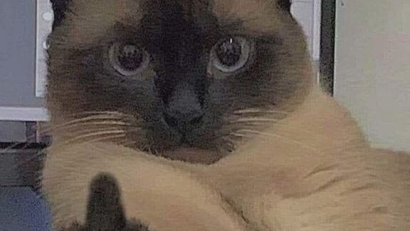 😺 cat 😺