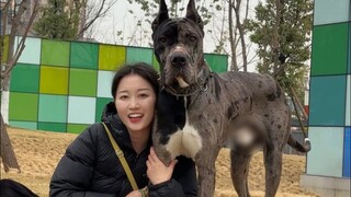 Mengajak anjing terbesar di dunia berjalan-jalan dan melihat bagaimana rasanya membesarkan Great Dan