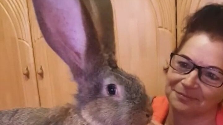 Cô gái trẻ trên đường gặp một chú thỏ bị lạc, đem về nhà nuôi lớn thì kích thước của nó khiến cả nhà