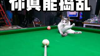 真能捣乱啊…