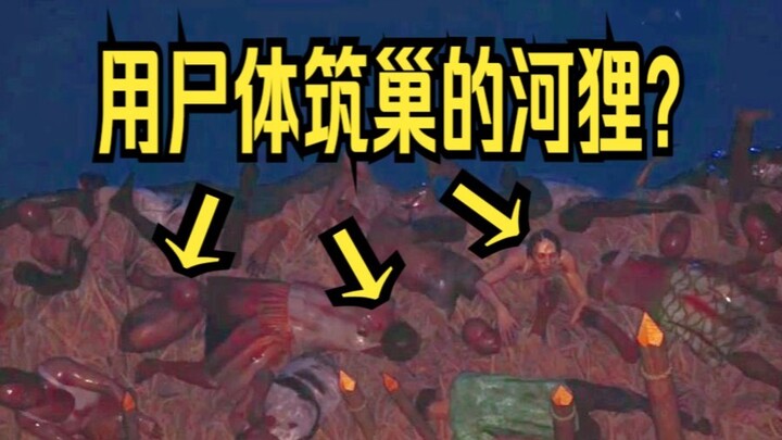 【Ketua Asrama】Berang-berang yang membangun bendungan dan menumpuk kepala musuh menggunakan mayat man