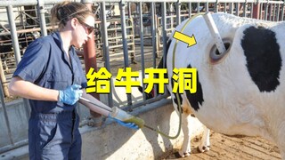美国养牛场养牛，为什么要在牛身上挖个洞？牛不会疼吗？