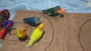 鹦鹉界2v2篮球大赛，投中的选手将即时获得零食奖励