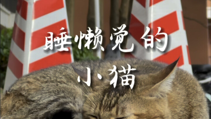 Kucing kecil yang terlelap ini sudah jadi bintang di kampus tanpa perlu berusaha keras.