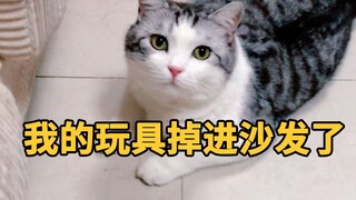 主人趴着帮猫找玩具，一抬头全家的猫都围过来了…