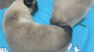 Ibu dan anak perempuan penambang dengan kepribadian yang sangat berbeda