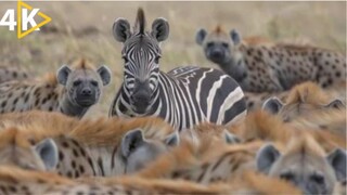 The Apex Predators Of The Okavango Delta National Geographic African Animals