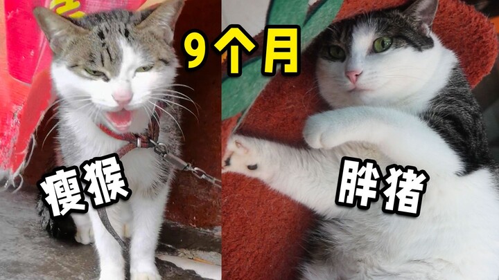 A 9-month-old calico cat’s astonishing transformation: accidentally raised from a skinny twig into a