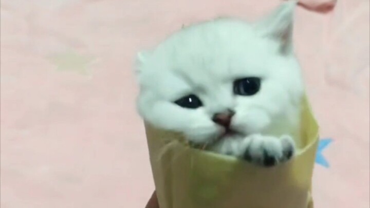 ที่แท้ศัตรูตัวร้ายของแมวคือหมา!