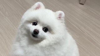 A dog who got spoiled rotten after just one visit to its parents' home.