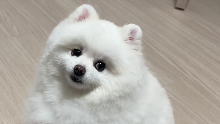 A dog who got spoiled rotten after just one visit to its parents' home.