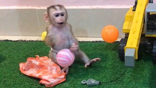 Monkey Mino enjoy playing balls