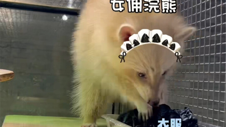 หนุ่มฝึกแรคคูนซักผ้า กลับต้องสูญเสียทั้งครอบครัว