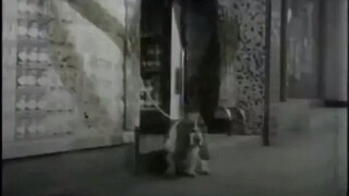 Rushes of a Hush Puppy advert, 1960's -- Film 49