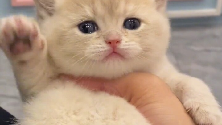 Mèo con mới sinh, mềm mại thơm tho～